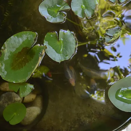 Oda ve Kahvaltı Avcihan Tas Ev 3*