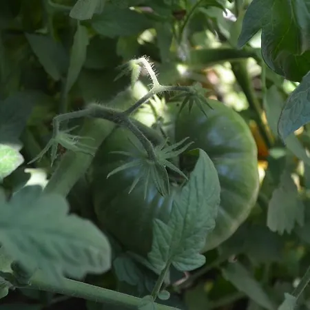 Avcihan Tas Ev Oda ve Kahvaltı Alaçatı